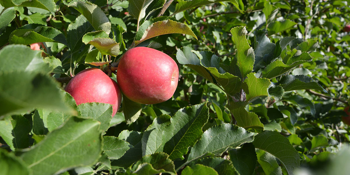 Le mele trentine al centro della 28^ Giornata Tecnica Frutticola